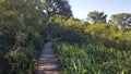 Green nature outdoors forest vegetation park wood pier bridge path still life