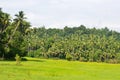 Green nature paddy field and coconut trees Royalty Free Stock Photo