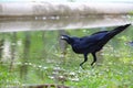 In selective focus a black crow drinking water from a puddle