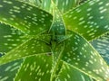 Green nature plants aloe vera outdoors health care Royalty Free Stock Photo