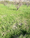 Green Nature Plants Views Swat Khyber pakhtun khwa Pakistan