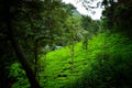 Green Nature Scenery with blue sky