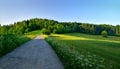 Nature scenery forest meadow