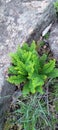 Green Nature - Small Leaf Plant in Rock Area Royalty Free Stock Photo