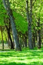 trees background Royalty Free Stock Photo