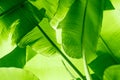 Green nature tropical texture of bananas leaves close up