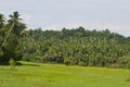 Green nature village beauty paddy field and the coconut trees