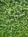 Green nature wall leaves