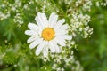 Green naturer with grass and chamomile flower on nature background. Floral spring, eco nature frame, fresh summer environment Royalty Free Stock Photo