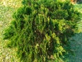 Green naturl trees Royalty Free Stock Photo