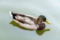 Green necked duck in a park lake Royalty Free Stock Photo