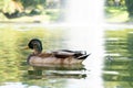 Green necked duck swimming in the lake Royalty Free Stock Photo