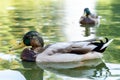 Green necked ducks swimming in the lake Royalty Free Stock Photo