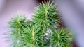 Green needle of Christmas tree with buds, close up
