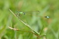 a green needle dragonfly