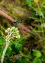 green needle dragonfly perched on grass flower