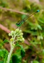 green needle dragonfly perched on a leaf