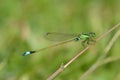 a green needle dragonfly that perches