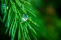 A green needle-like branch of a coniferous tree spruce, on a branch a bright Royalty Free Stock Photo