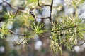 Green needle pine tree . Small pine cones at the end of branches. Blurred pine needles in background Royalty Free Stock Photo