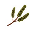 Green needle tree branch. Evergreen conifer twig. Coniferous plant, winter sprig. Christmas holiday decoration