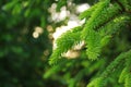 green needles ate in the light of the evening sun Royalty Free Stock Photo