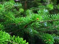 Green needles on branch tips of Korean Fir coniferous tree, latin name Abies Koreana.