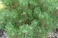 Green needles on branches of Pinus mugo