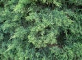 Green needles of the Cypress. Background.