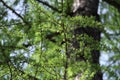 Pine tree in Russian woods