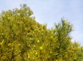 tree against the sky green desktop wallpaper like branches