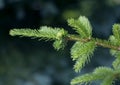 Spruce branch on green background