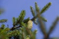 green needles on a tall spruce tree with cones
