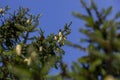 green needles on a tall spruce tree with cones