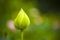 Green nelumbo nucifera gaertn lotus bud Royalty Free Stock Photo