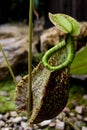 Green Nepenthes