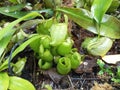 Green nepenthes Royalty Free Stock Photo