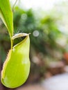 Green Nepenthes Mouth open slightly. Royalty Free Stock Photo