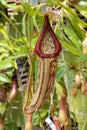 Green Nepenthes tropical carnivore plant.