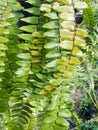 green nephrolepsis biserrata fern in nature garden Royalty Free Stock Photo