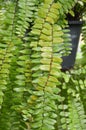 Green nephrolepsis biserrata fern in nature garden Royalty Free Stock Photo