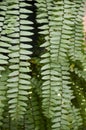 Green nephrolepsis biserrata fern in nature garden Royalty Free Stock Photo