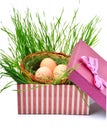 Green nest with eggs in the gift box Royalty Free Stock Photo