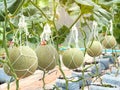 Green net rock melon farm. Royalty Free Stock Photo