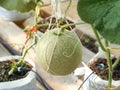 Green net rock melon farm Royalty Free Stock Photo