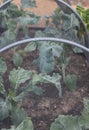 Green netted cloche in vegetable garden with young cabbages growing inside Royalty Free Stock Photo