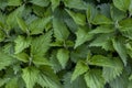 Green nettle background top view