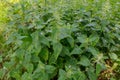 nettle bush with pieces of poplar fluff Royalty Free Stock Photo