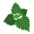 Green nettle bush with rounded leaves and veins