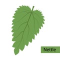 Green nettle leaf logo icon